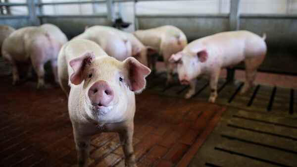 中國終裁下調對歐盟豬肉反傾銷稅稅率既保護產業又留出餘地 - 俄羅斯衛星通訊社