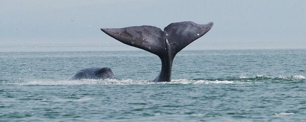 日本批准在年底前捕撈227頭鯨魚 - 俄羅斯衛星通訊社
