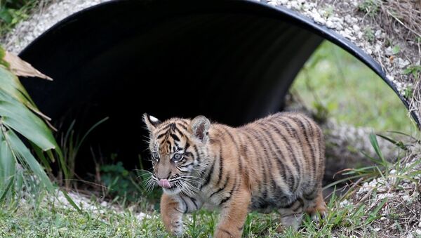印度尼西亞動物園誕生蘇門答臘虎寶寶 - 俄羅斯衛星通訊社