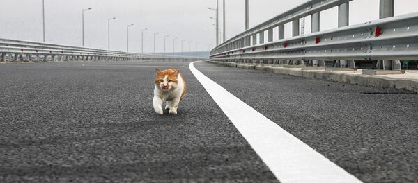 Кот Мостик Кот Мостик - 俄罗斯卫星通讯社