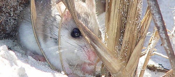 仓鼠突然出现在家庭圣诞节照片里 - 俄罗斯卫星通讯社