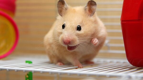 港大研究：仓鼠动物实验发现核酸检测阳性并不代表有传染性 - 俄罗斯卫星通讯社