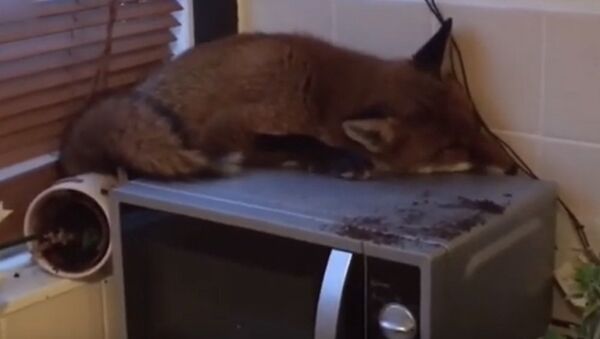 在伦敦，有位屋子主人在厨房里发现了一只睡觉的狐狸。 - 俄罗斯卫星通讯社