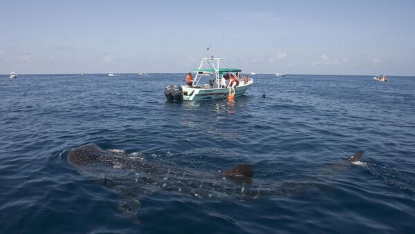 美國佛羅里達漁民拍到鯨鯊 - 俄羅斯衛星通訊社