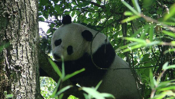 兩熊貓為搶一棵樹上演“全武行” - 俄羅斯衛星通訊社
