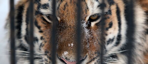 俄濱海邊疆區叼走邊防軍犬的老虎已被捕獲 俄濱海邊疆區叼走邊防軍犬的老虎已被捕獲 - 俄羅斯衛星通訊社