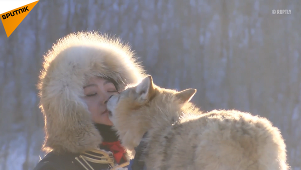 內蒙古女孩以嘴餵狼讓人嘖嘖稱道 - 俄羅斯衛星通訊社