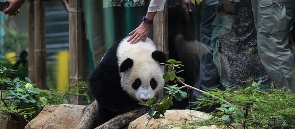 马哈蒂尔仍是中马“熊猫外交”的支持者 马哈蒂尔仍是中马“熊猫外交”的支持者 - 俄罗斯卫星通讯社