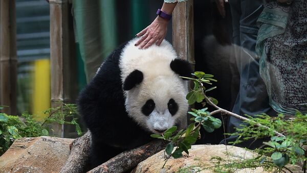 马哈蒂尔仍是中马“熊猫外交”的支持者 - 俄罗斯卫星通讯社