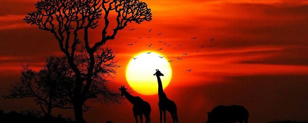 欧洲议会要求禁止珍稀动物战利品狩猎 - 俄罗斯卫星通讯社