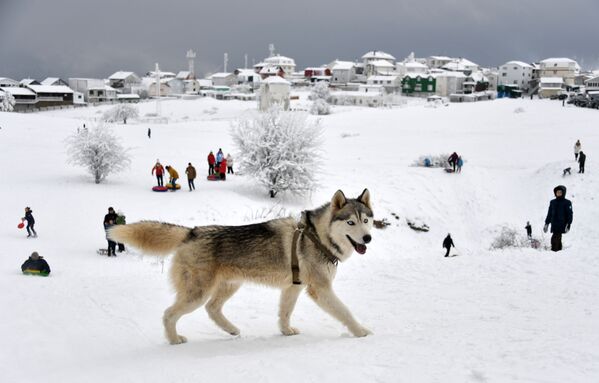 克里米亚艾-彼得高原上的一只狗 - 俄罗斯卫星通讯社