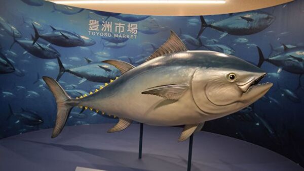 東京拍賣會上一條金槍魚拍出310萬美元高價 - 俄羅斯衛星通訊社