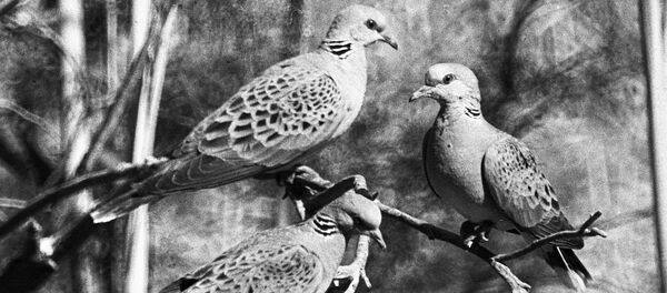 欧斑鸠 - 俄罗斯卫星通讯社