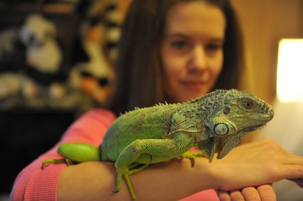 莫斯科家庭中的巨蜥 - 俄羅斯衛星通訊社