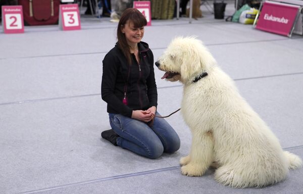 莫斯科寵物展上的南俄牧羊犬 - 俄羅斯衛星通訊社