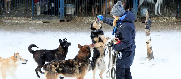 動保人士提出流浪動物問題解決方案 - 俄羅斯衛星通訊社
