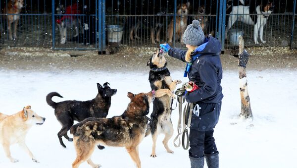 动保人士提出流浪动物问题解决方案 - 俄罗斯卫星通讯社