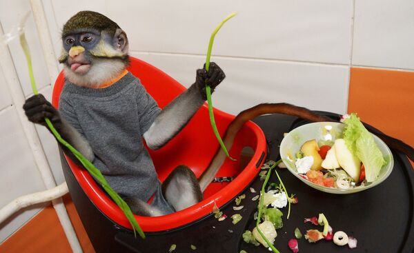 长尾猴：费多罗夫家的宠物 - 俄罗斯卫星通讯社