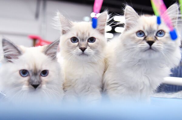 在俄羅斯，西伯利亞貓很流行 - 俄羅斯衛星通訊社