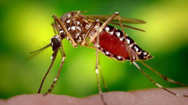 蚊子 Aedes aegypti - 俄羅斯衛星通訊社