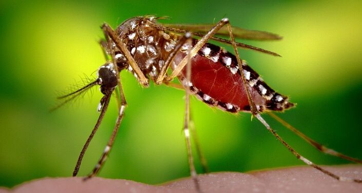 俄科学家将艾草基因转移到菊花用于合成抗疟疾药物