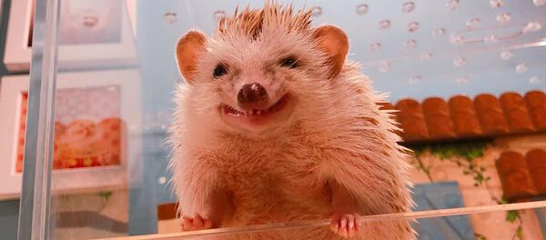 可爱小刺猬教初学者做瑜伽 - 俄罗斯卫星通讯社