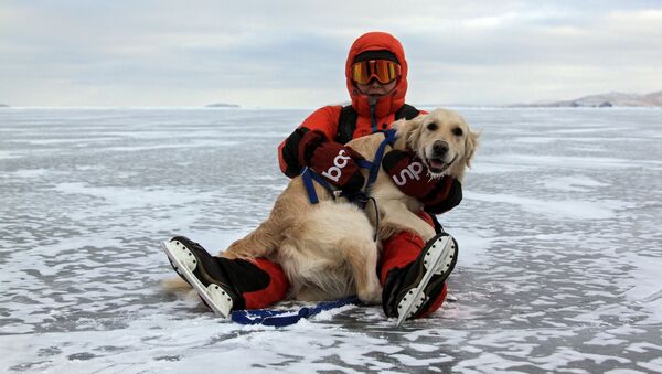 游人在贝加尔冻湖的冰上遛狗 - 俄罗斯卫星通讯社