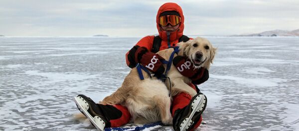 遊人在貝加爾凍湖的冰上遛狗 - 俄羅斯衛星通訊社