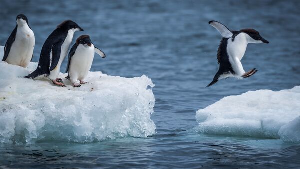 成功逃离浮冰的企鹅成为网红 - 俄罗斯卫星通讯社
