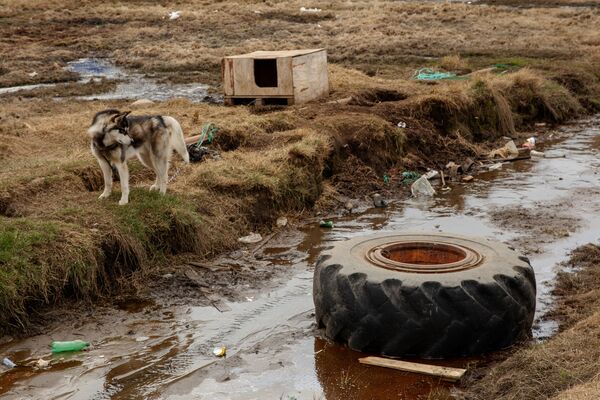 狗在自己的狗舍旁，塔西拉克镇，格陵兰岛 - 俄罗斯卫星通讯社