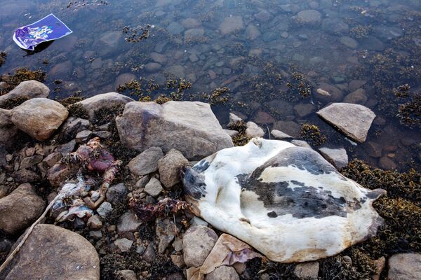 在塔西拉克镇港口海岸线上的海豹尸体和垃圾，格陵兰岛 - 俄罗斯卫星通讯社