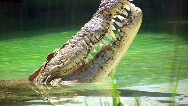 Улыбающийся крокодил - 俄羅斯衛星通訊社