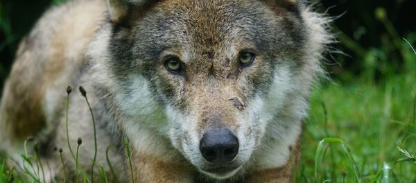 红狼 红狼 - 俄罗斯卫星通讯社