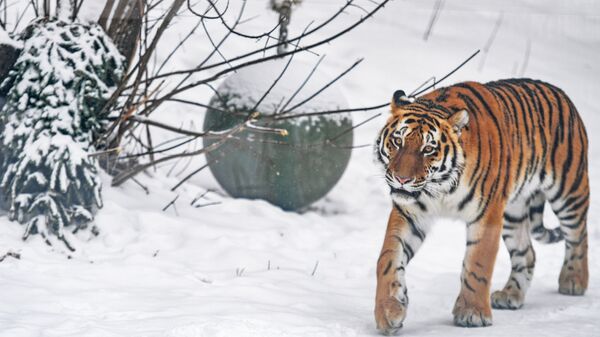 莫斯科动物园的动物不畏寒冷依旧活跃 - 俄罗斯卫星通讯社