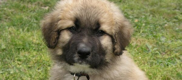 塞爾維亞總統將贈送普京一條狗 - 俄羅斯衛星通訊社