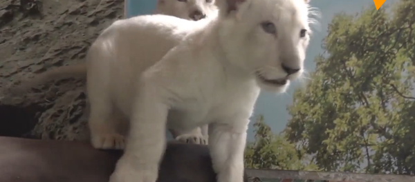 兩只白獅運抵符拉迪沃斯托克 - 俄羅斯衛星通訊社