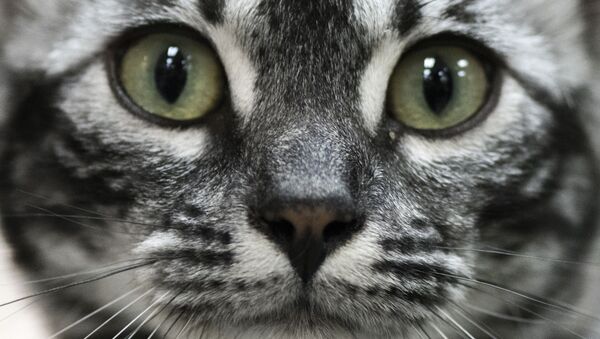 澳大利亞不顧抗議欲殺死百萬只野貓 - 俄羅斯衛星通訊社