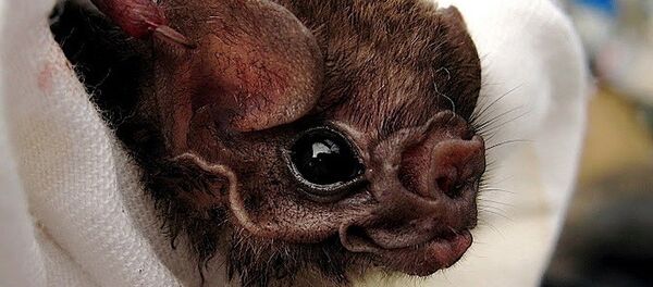 毛腿吸血蝠 - 俄罗斯卫星通讯社