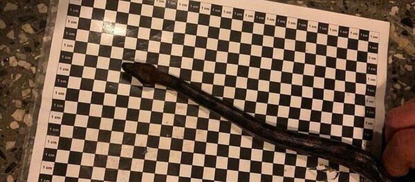 德国男子裤内藏蛇想蒙混过关上飞机 - 俄罗斯卫星通讯社