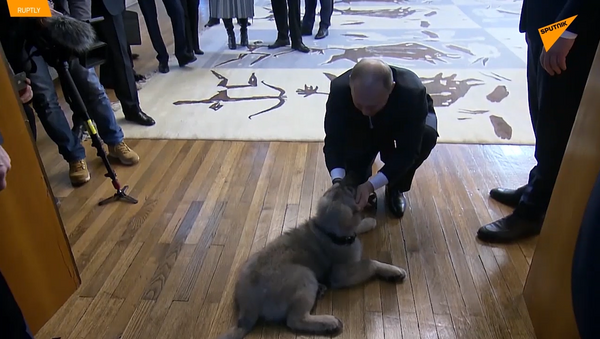 塞爾維亞總統贈送普京寵物狗 - 俄羅斯衛星通訊社
