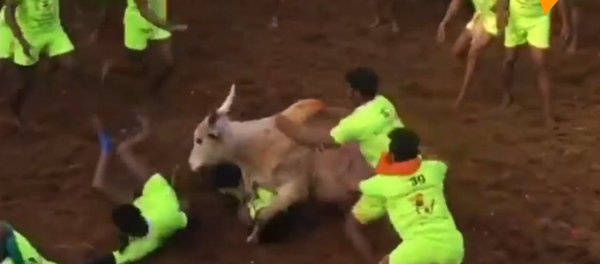 印度驯牛节 - 俄罗斯卫星通讯社