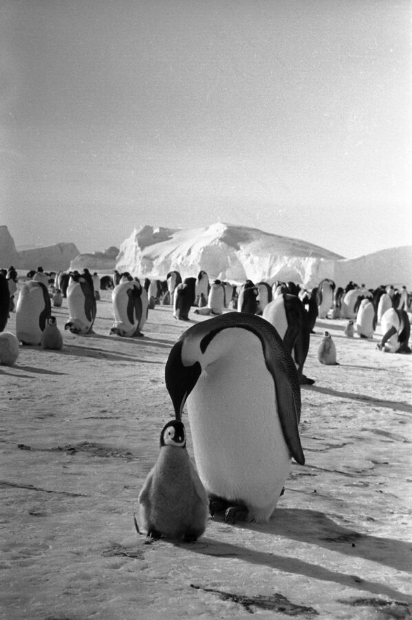 南極科考老照片 - 俄羅斯衛星通訊社