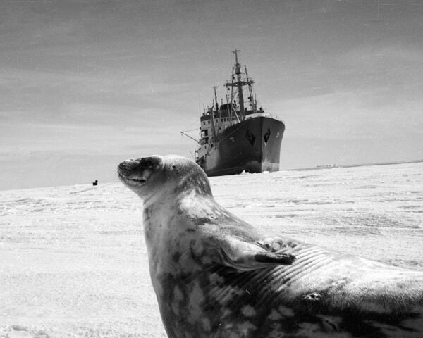 南极科考老照片 - 俄罗斯卫星通讯社