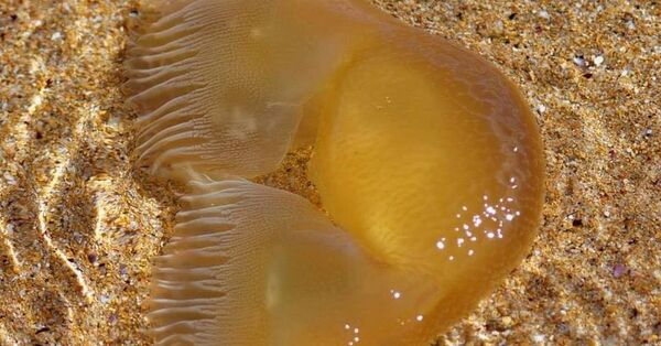 澳大利亚海岸神秘生物震惊网友 - 俄罗斯卫星通讯社