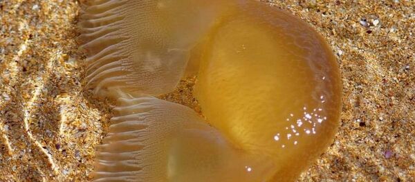 罕见奇物惊现澳大利亚海滩  - 俄罗斯卫星通讯社