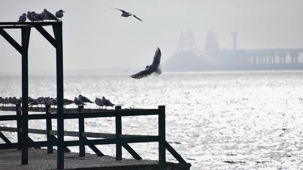 俄专家：黑海中立舰队不会增进地区稳定