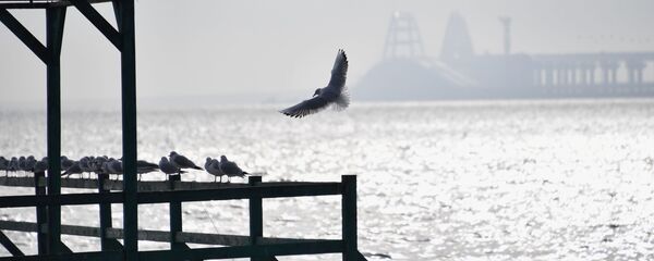 乌克兰估算刻赤海峡事件造成的损失 乌克兰估算刻赤海峡事件造成的损失 - 俄罗斯卫星通讯社