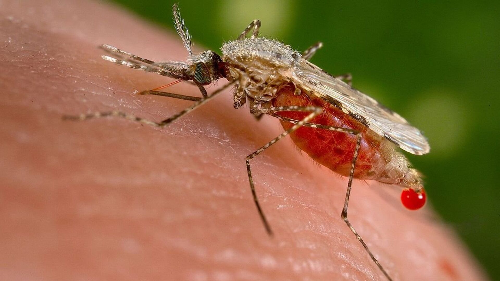 俄羅斯國防部：在烏克蘭研究的攜帶瘧疾的蚊子可能被美國在古巴使用 - 俄羅斯衛星通訊社, 1920, 16.06.2022