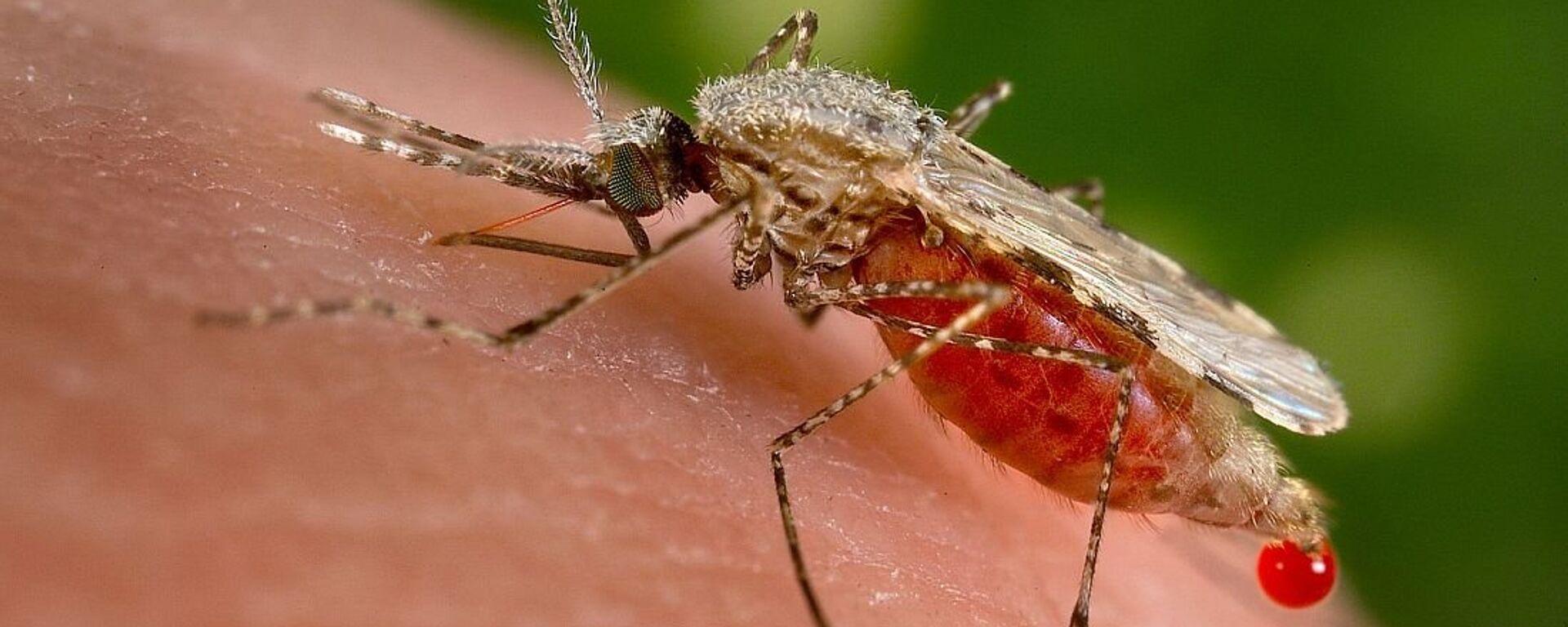 俄罗斯国防部：在乌克兰研究的携带疟疾的蚊子可能被美国在古巴使用 - 俄罗斯卫星通讯社, 1920, 16.06.2022