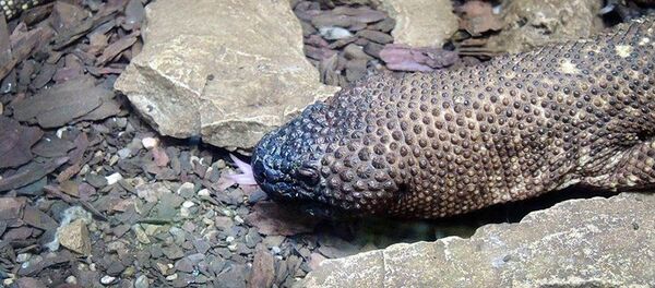 莫斯科動物園三年來首次誕生墨西哥毒蜥 - 俄羅斯衛星通訊社